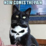 PAIN Punisher Cat Meme