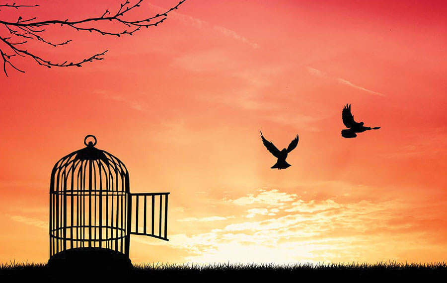 Uncaged Birds Freedom