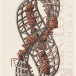 MC Escher Ants Moebius Strip