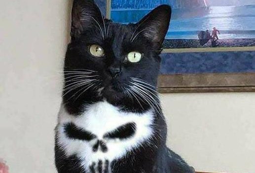PAIN Punisher Cat Meme
